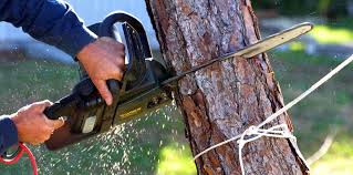  Spring City, TN Tree Removal Pros