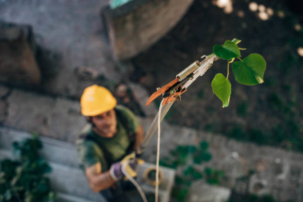 Best Tree Cabling and Bracing  in Spring City, TN