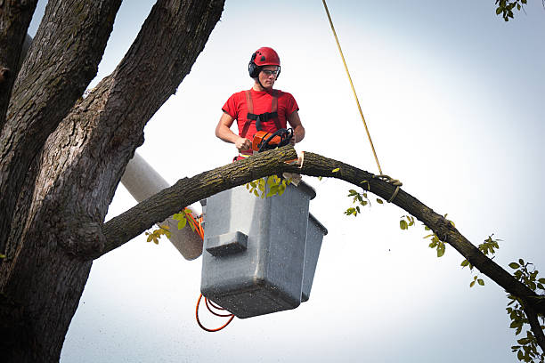 Best Storm Damage Tree Cleanup  in Spring City, TN