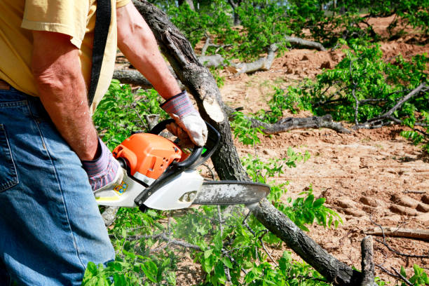 Best Tree and Shrub Care  in Spring City, TN
